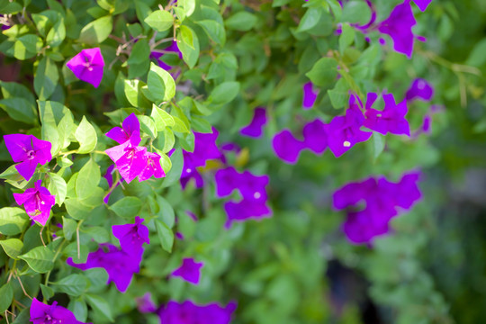 紫花