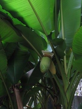 芭蕉