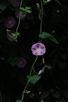 牽牛花