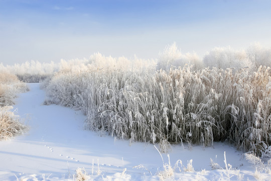 冬雪