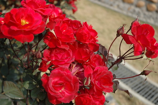 玫瑰花