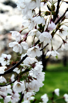 櫻花