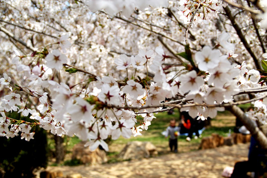 櫻花