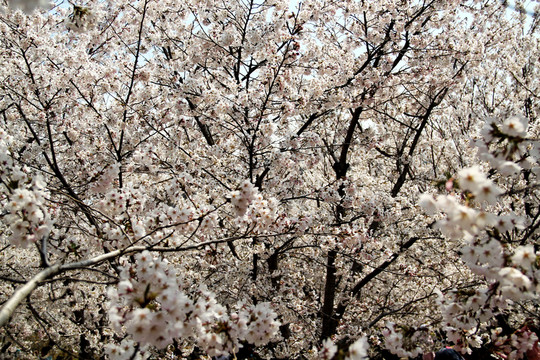 櫻花