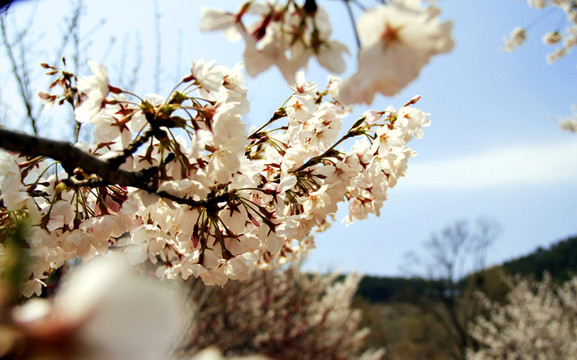 櫻花