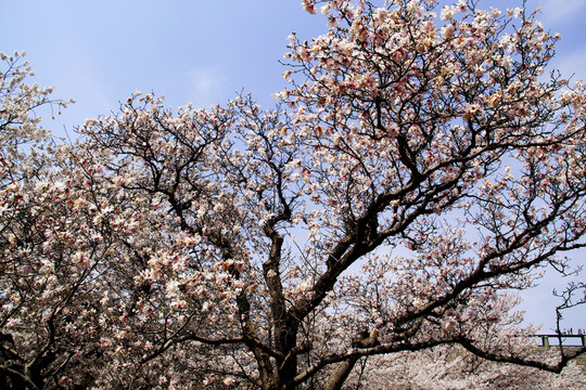 櫻花