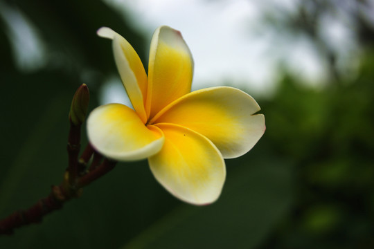 雞蛋花