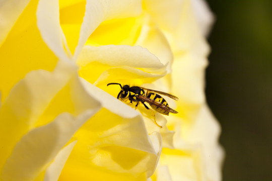 蜜蜂