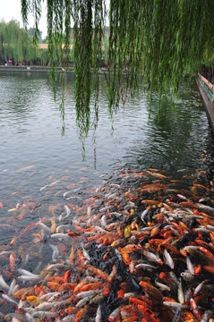 鯉魚 錦鯉 柳樹(shù)