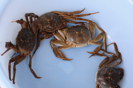 螃蟹 河蟹