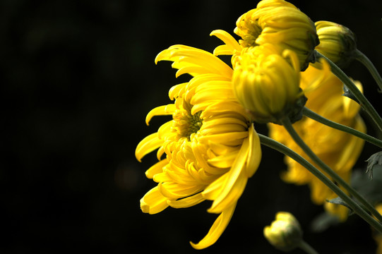 菊花