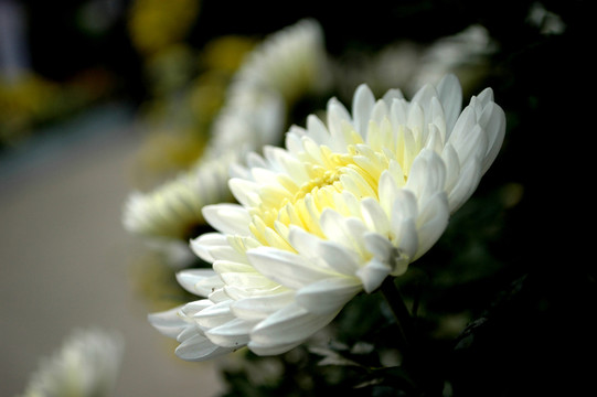 菊花