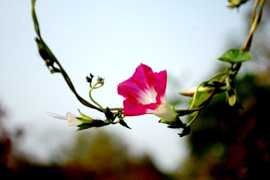 牽?；?紅花