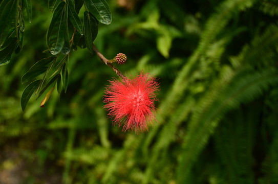 紅合歡
