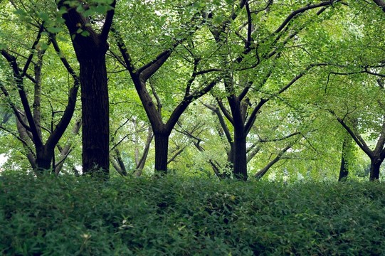 綠色濃郁