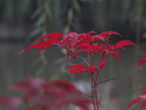 红枫叶与池塘