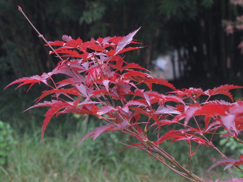 紅楓葉