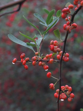 火棘  深秋 紅果 綠化