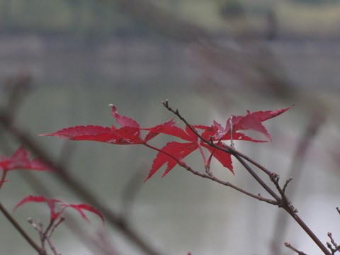 紅楓葉
