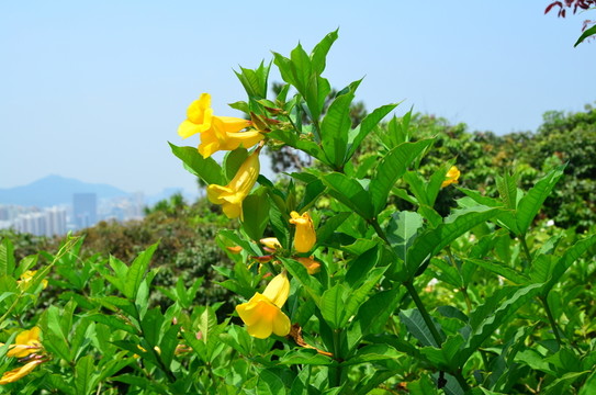 黃鐘花