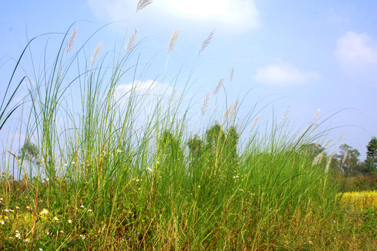 田園田野