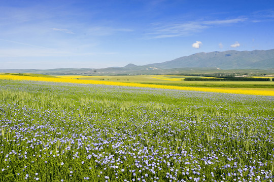 田野