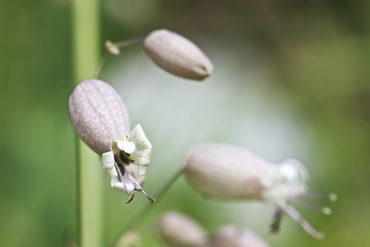 野生花草