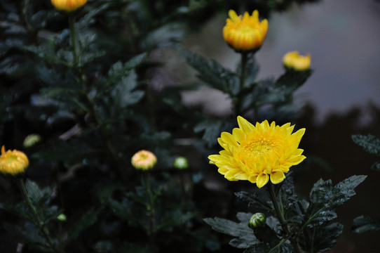 菊花