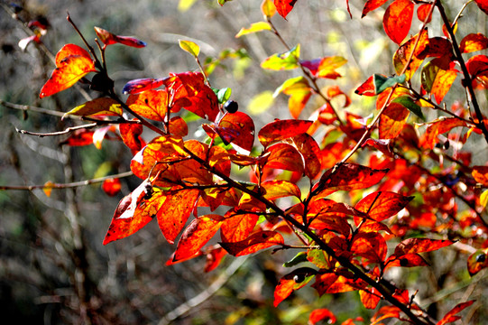 紅葉