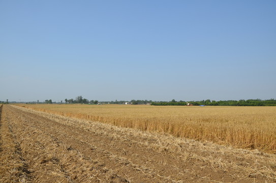 麥田