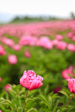 芍藥