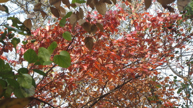 霜葉紅于二月花