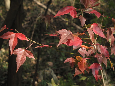 霜葉紅于二月花