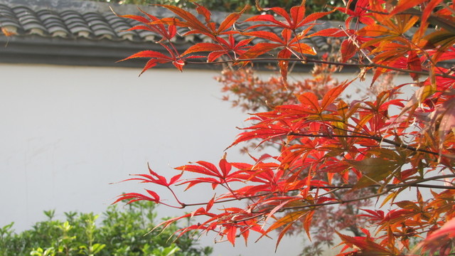 紅楓葉與古院墻
