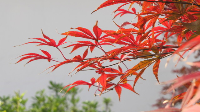紅楓葉與白墻
