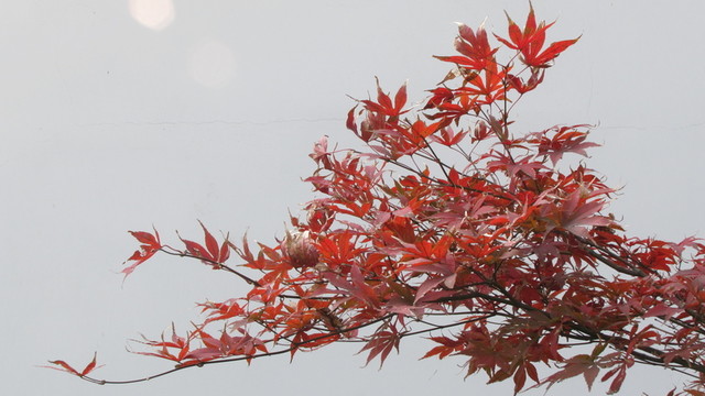 紅楓葉與白墻