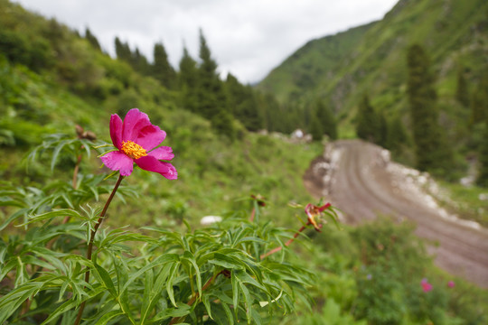 芍藥