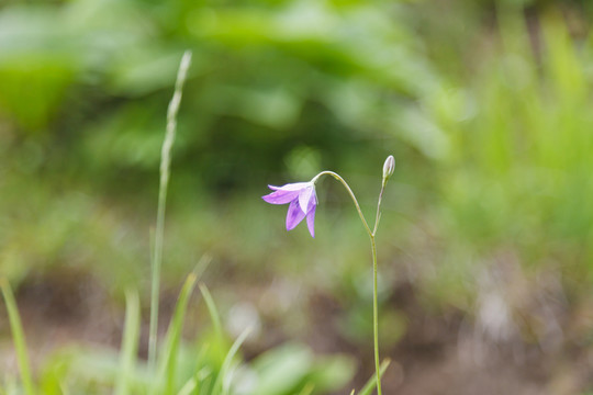 野花