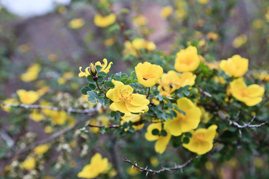 黃薔薇
