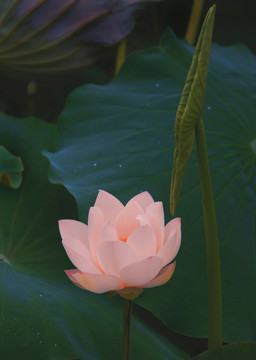 荷花