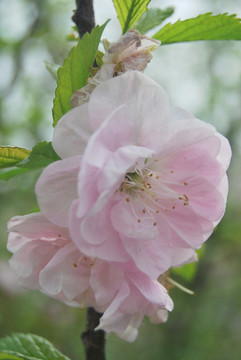 櫻花
