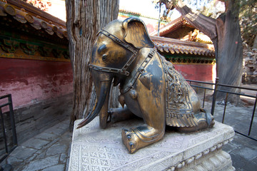 跪象