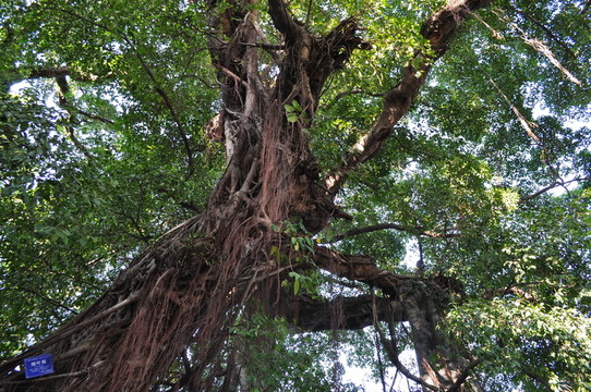 小洲村榕樹
