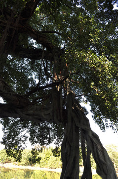 小洲村榕樹