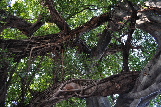 小洲村榕樹