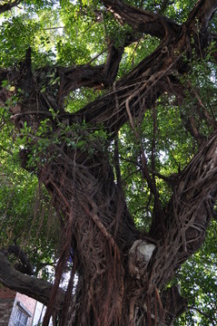 小洲村榕樹