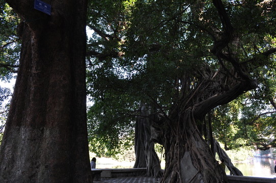 小洲村榕樹