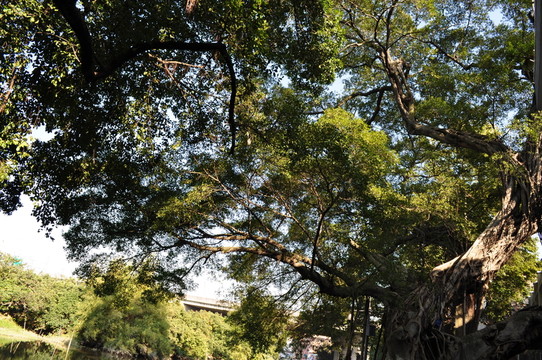 小洲村榕樹