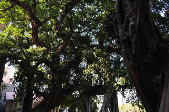 小洲村榕樹