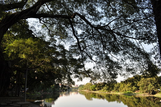 小洲村榕樹